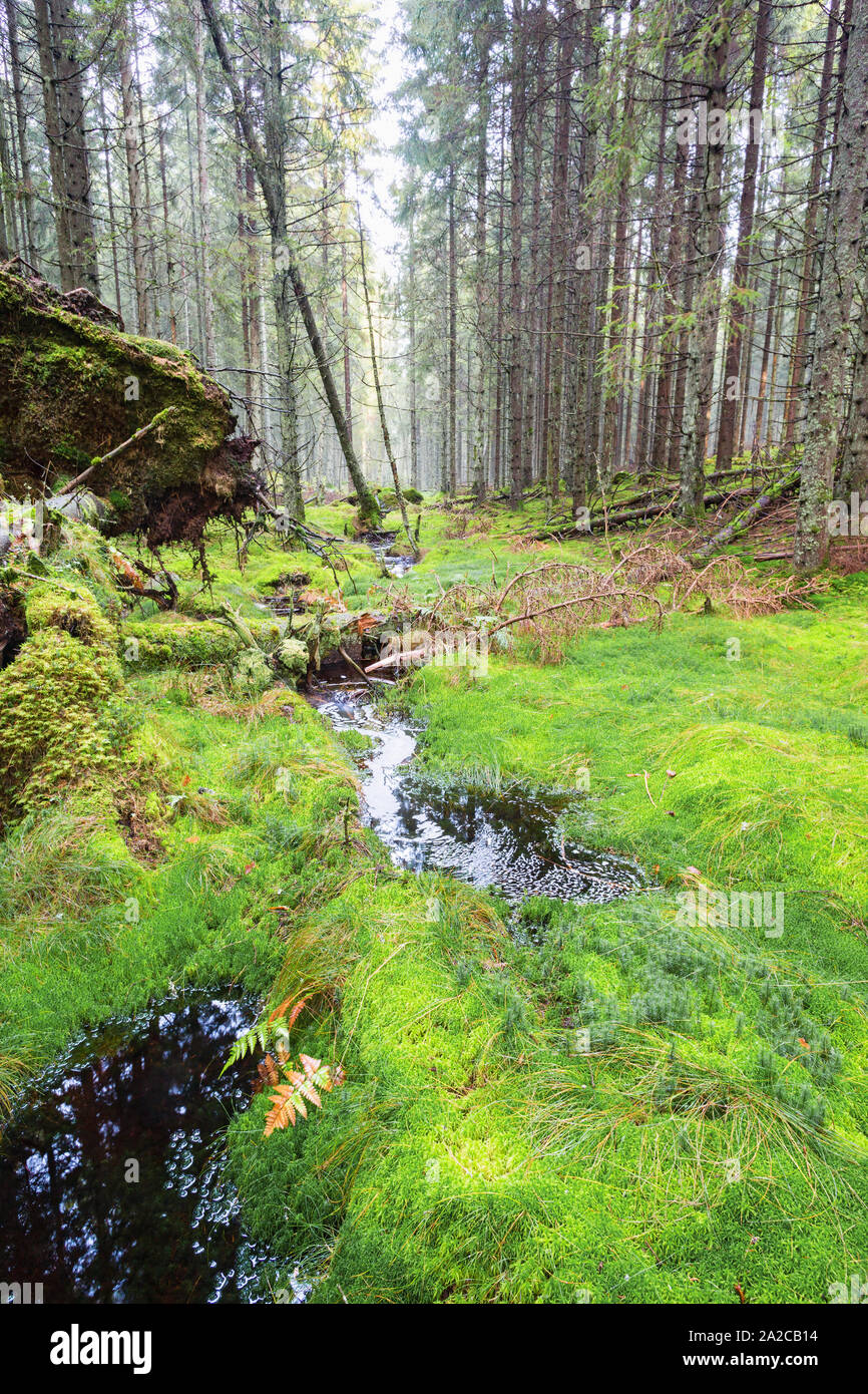 Creek in the spruce woods Stock Photo Alamy