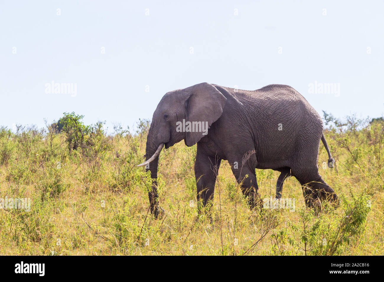 Elephant bull in the grass walks on savanna Stock Photo Alamy