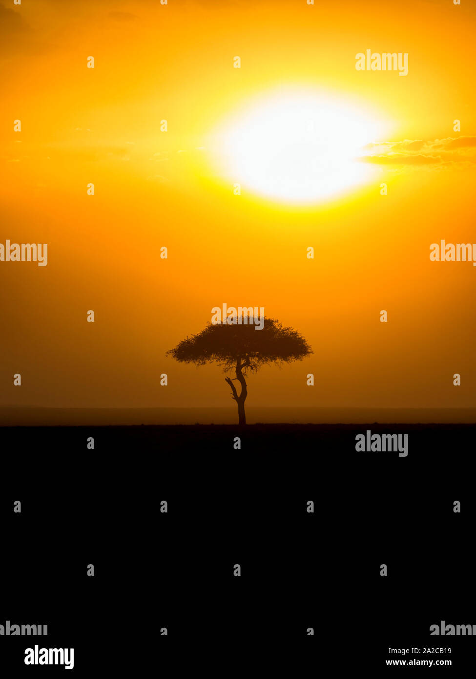 Romantic sunset with a single tree in silhouette Stock Photo - Alamy