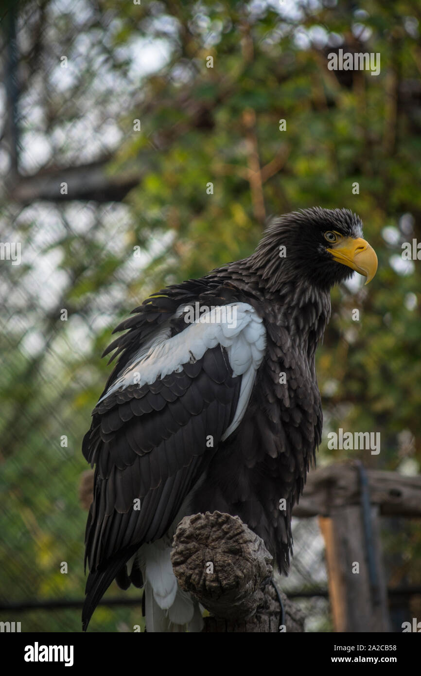 Eagle in zoo in Belgrade Stock Photo