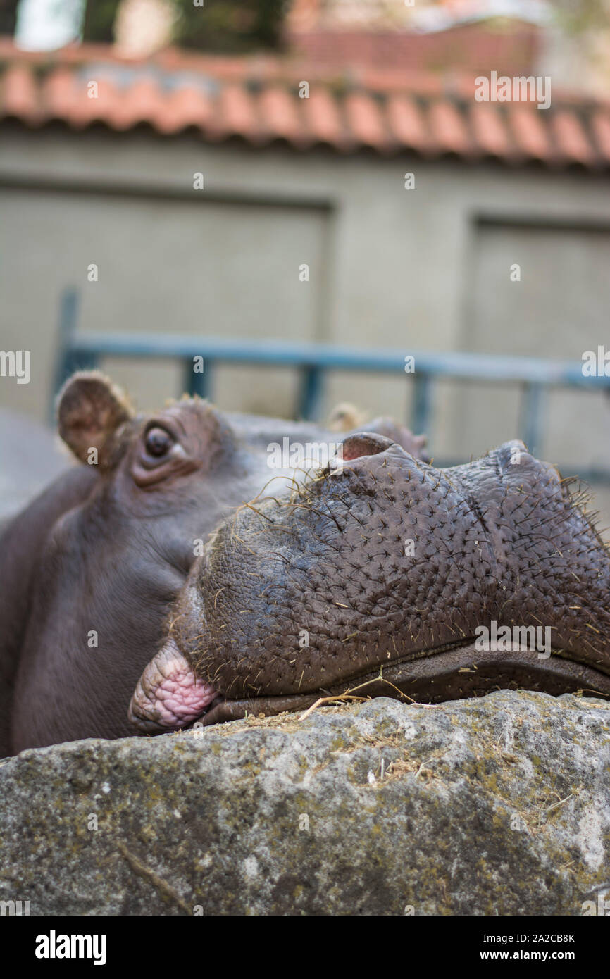 Hippopotamus head close up in zoo Stock Photo