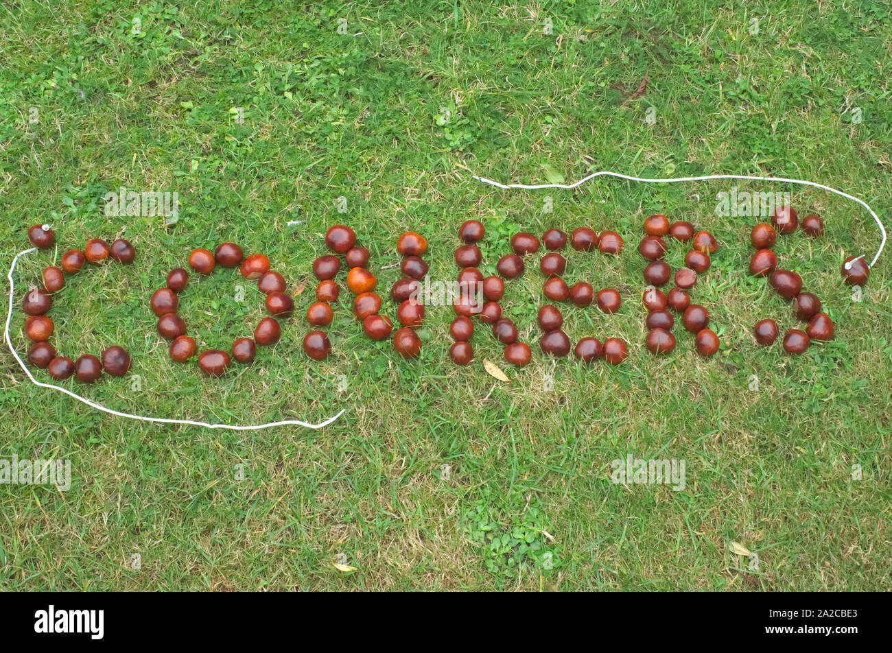 Conkers, Spelled out on grass with Two Conkers strung Stock Photo