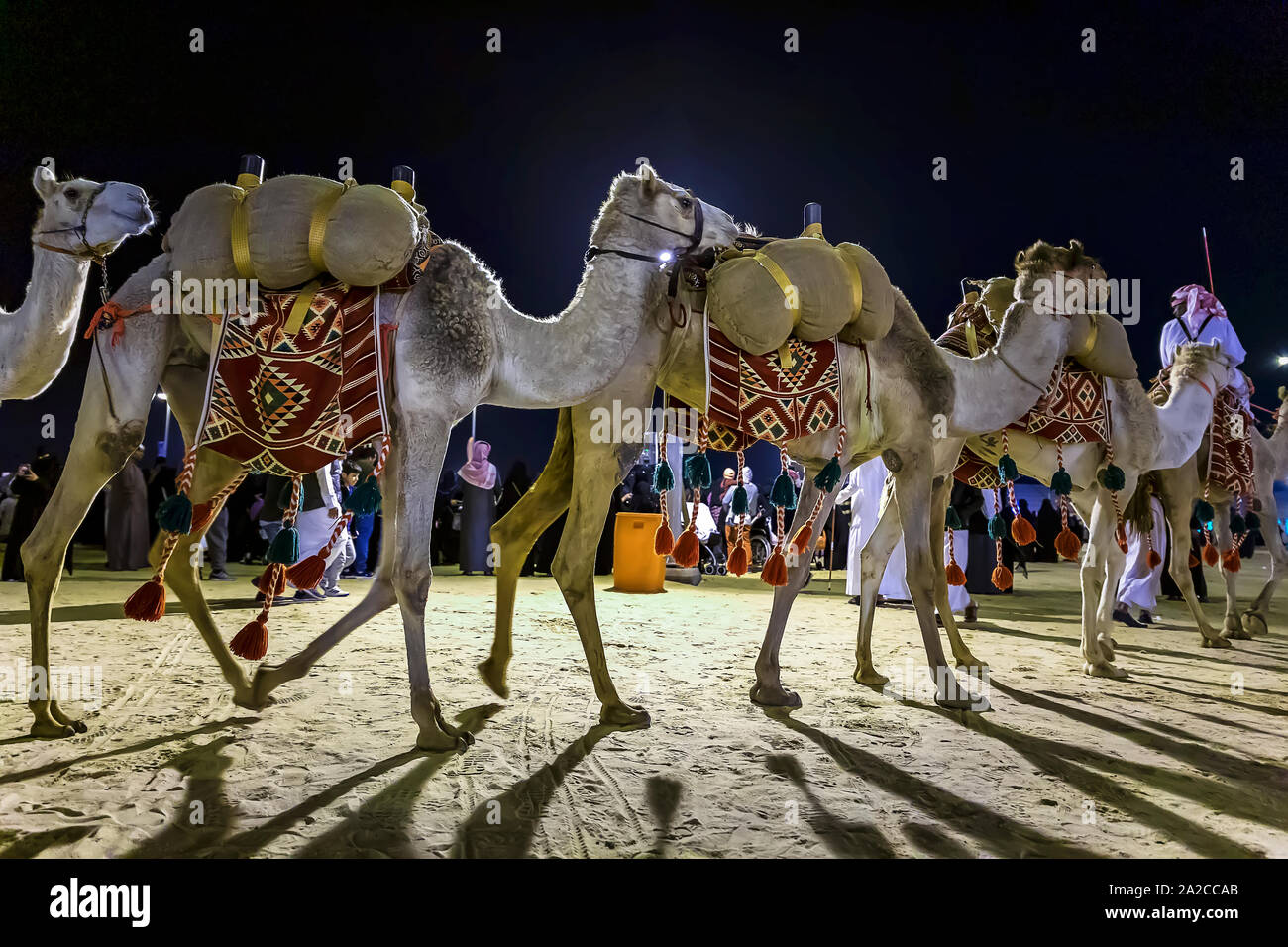 Desert safari camel ride festival in Abqaiq Dammam Saudi Arabia. Stock Photo