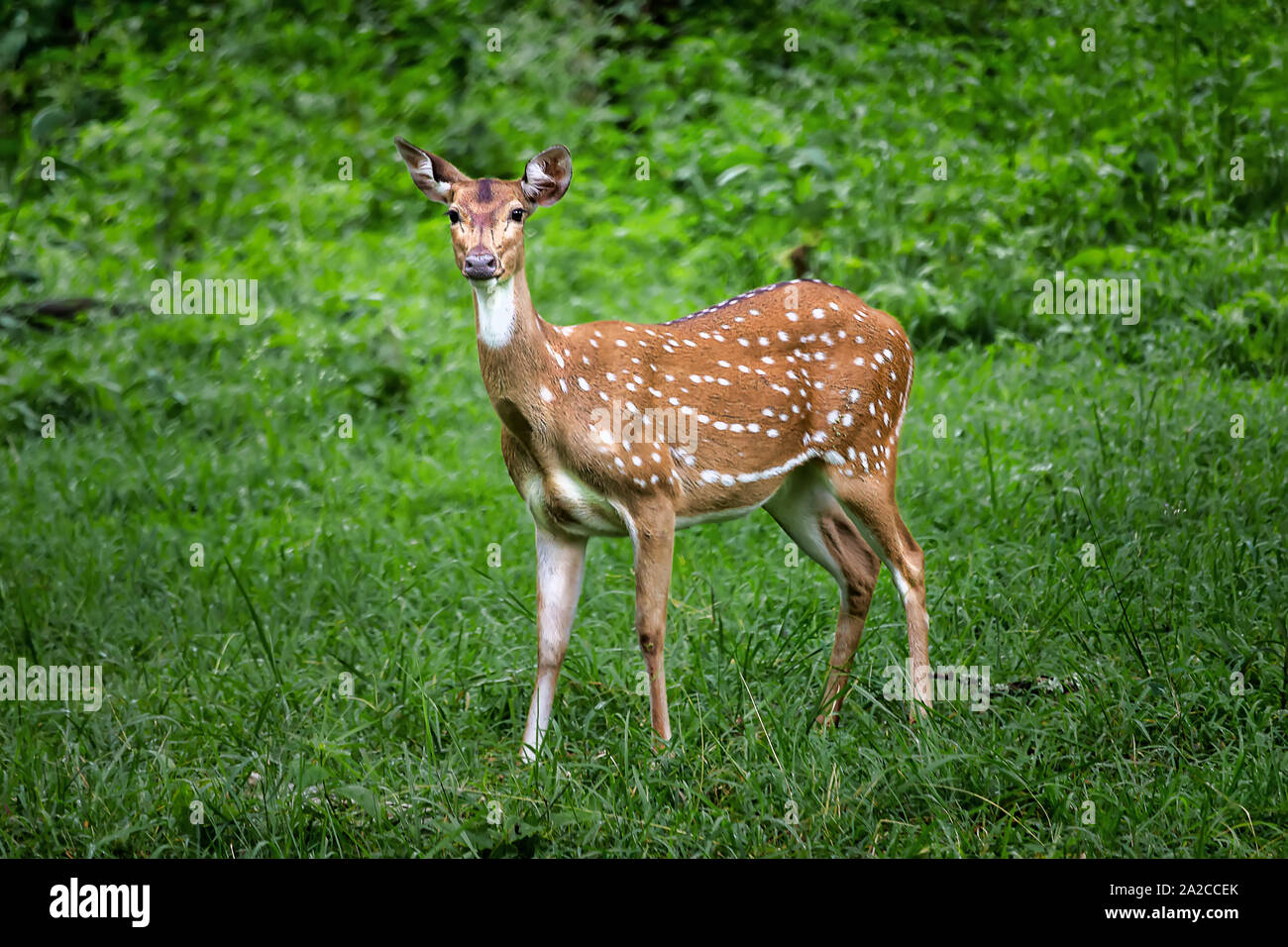 Hangul deer hires stock photography and images Alamy