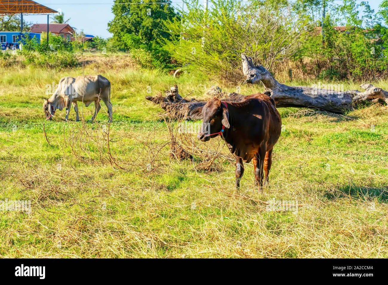 The cow standing on the meadow on a nature background Stock Photo - Alamy