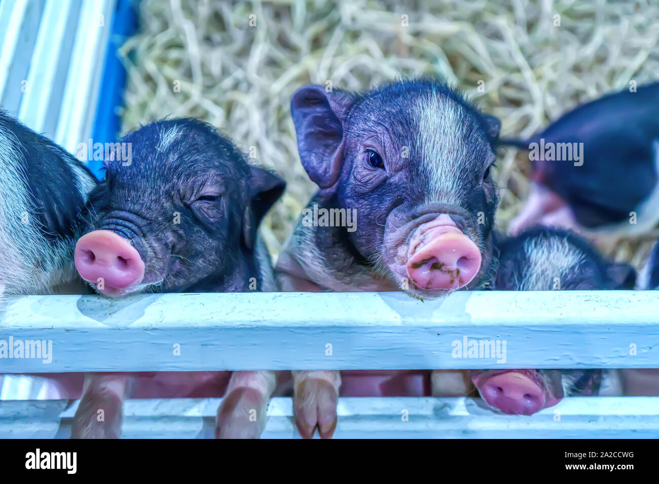 Many Pound Belly pig waiting for the food in the stall Stock Photo Alamy