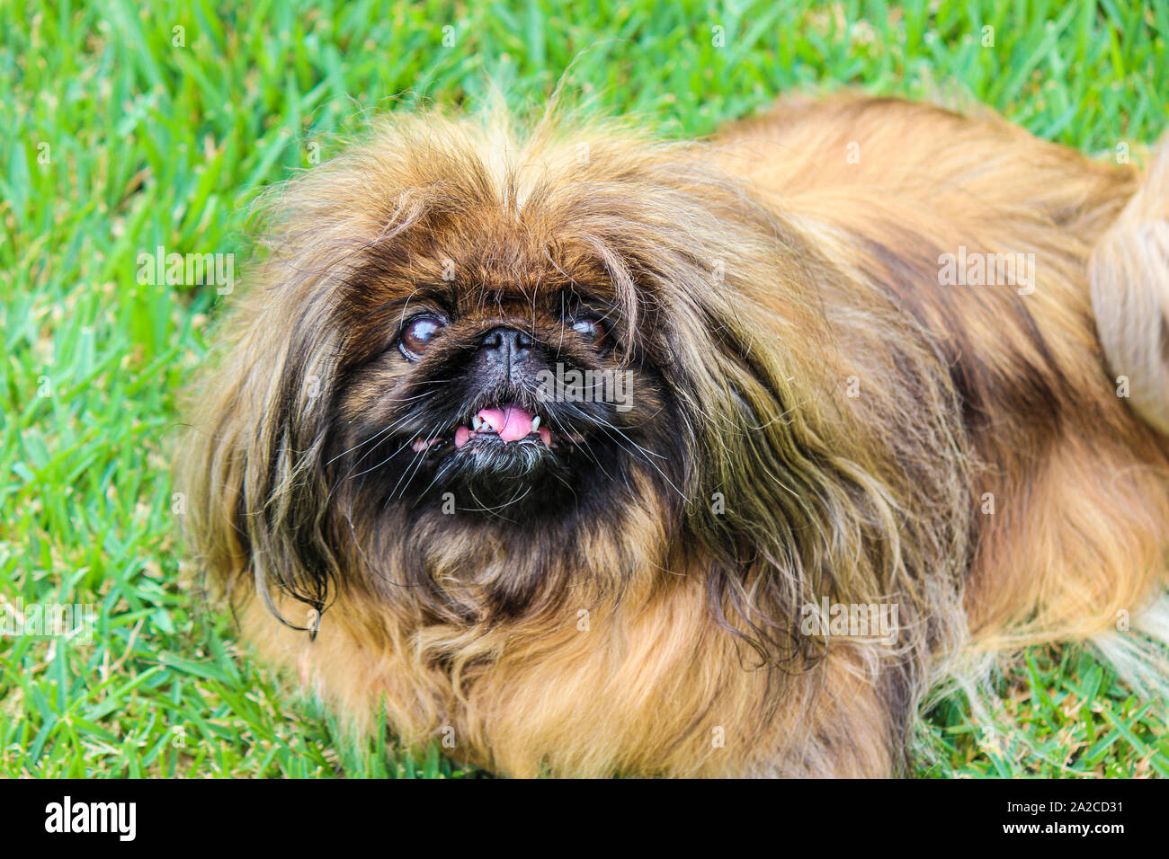 Beautiful brown long-haired Pekingese dog, adult female. Also known as Pekinese, Beijing Lion Dog or Chinese Spaniel. Purebred, pedigree. Photographed outdoors, green grass background. Stock Photo