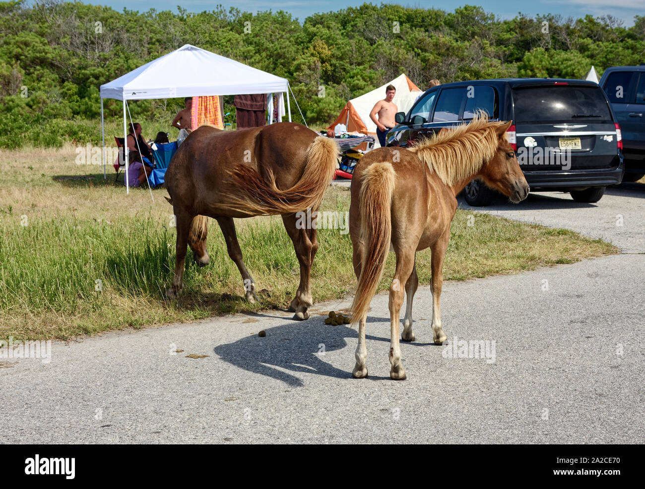 2 wild horses; campground; campers; shade canopy, tent, vehicles parked