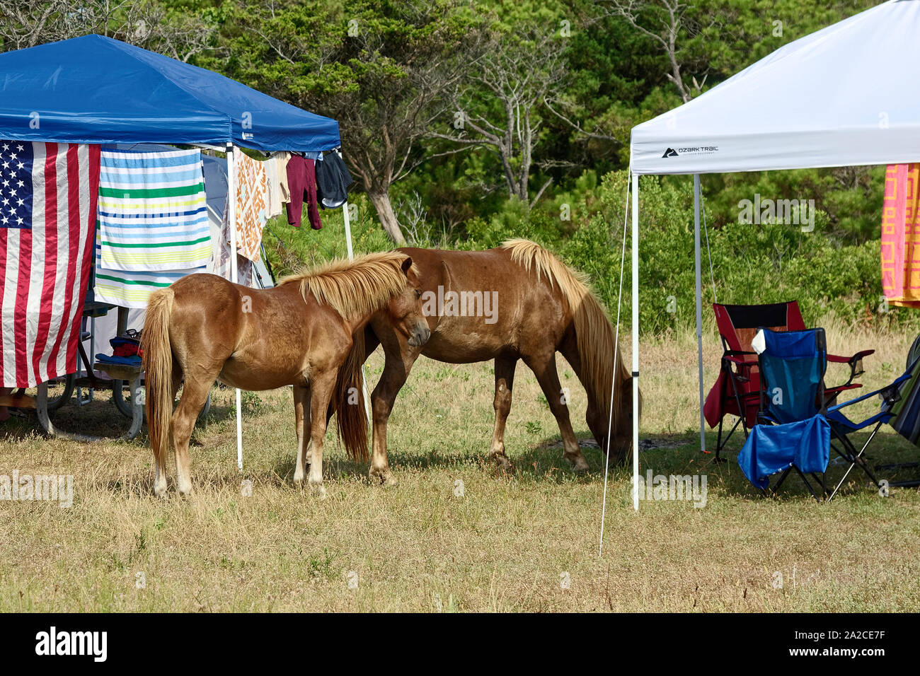 2 wild horses; campsite, shade canopies, campers belongings, campground