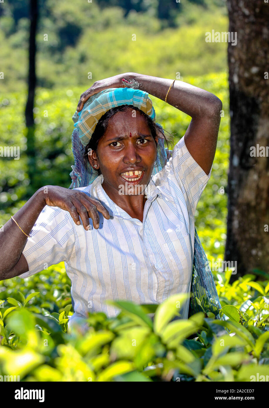 NUWARA ELIYA, SRI LANKA 04 JANUARY 2012 Tamil woman from Sri Lanka