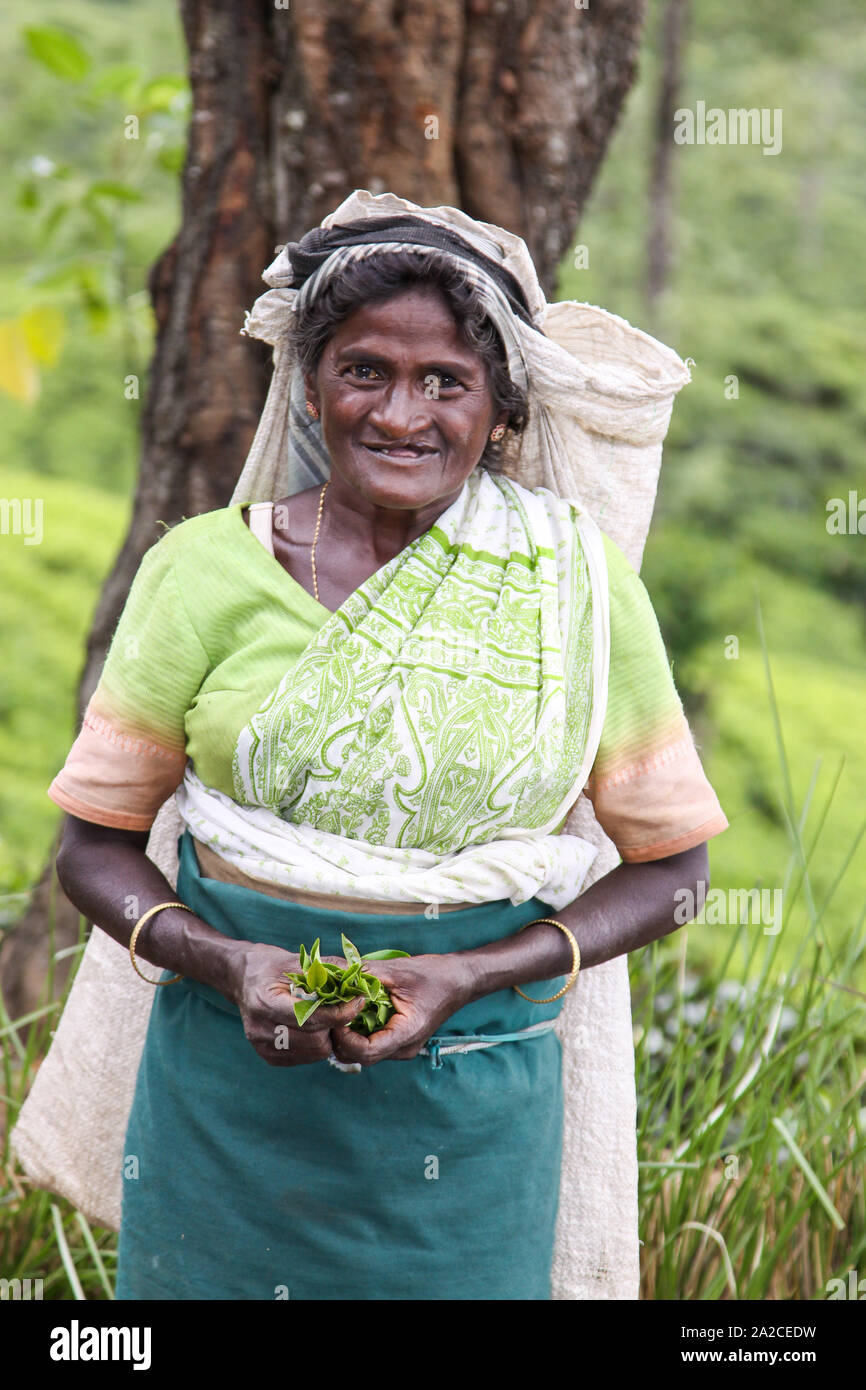 Nuwara Eliya Sri Lanka January Tamil Woman From Sri Lanka