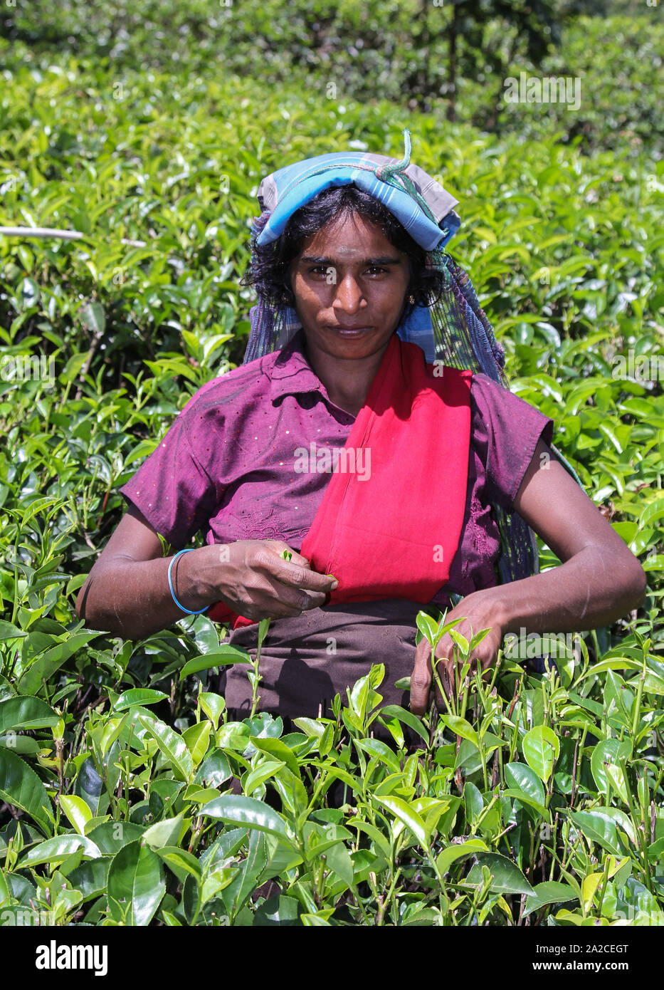 NUWARA ELIYA, SRI LANKA 04 JANUARY 2012 Tamil woman from Sri Lanka