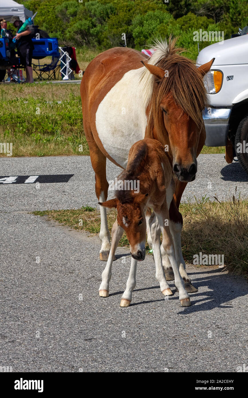 Wild Horses, Wild Beaches: Your Escape Awaits at Assateague State Park