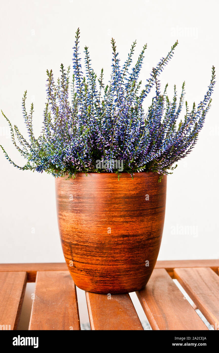 Calluna Vulgaris plant in a vase Stock Photo