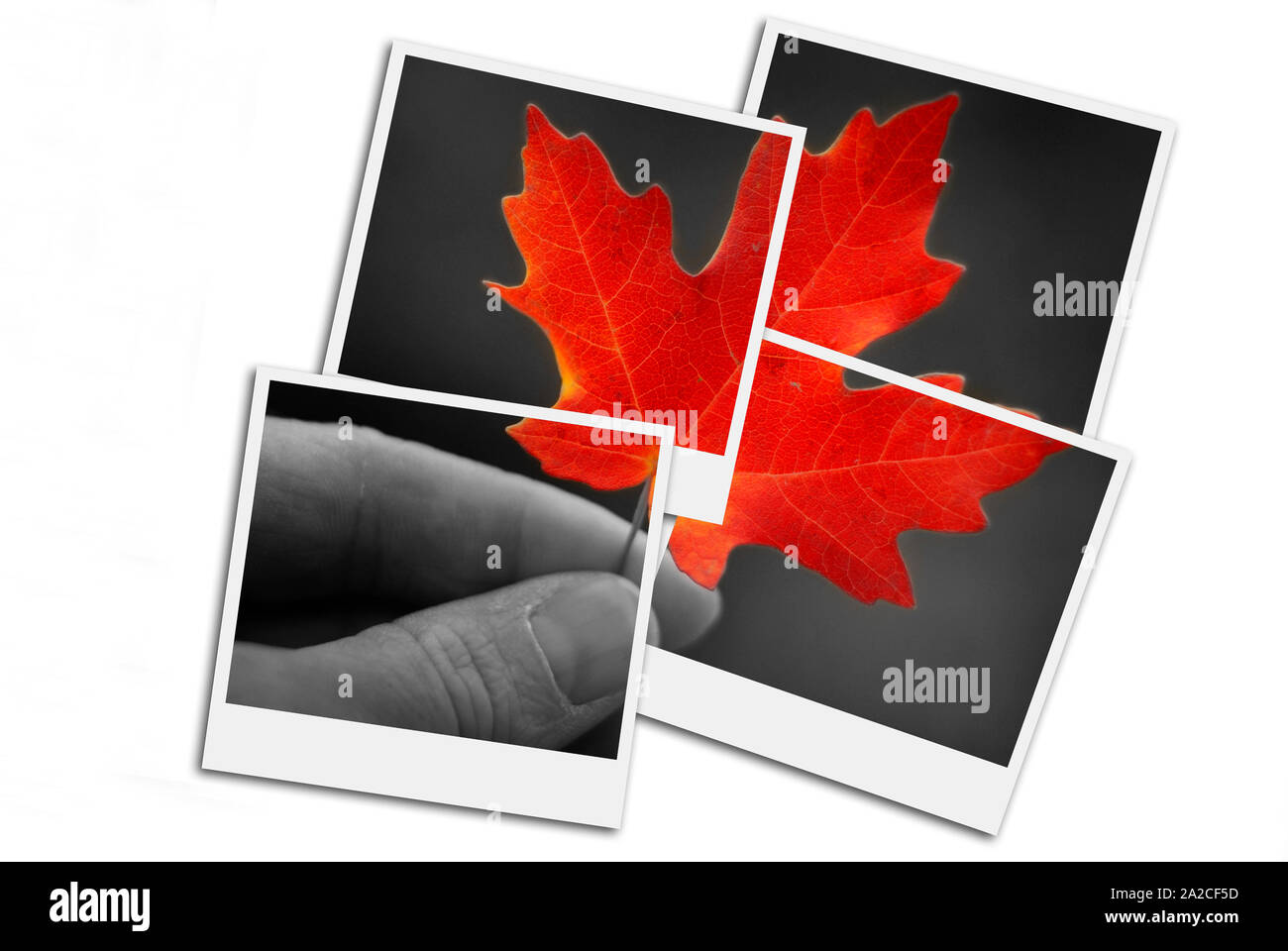 Hand holding autumn red maple leaf foliage fall colors pattern film frame photographs Stock Photo