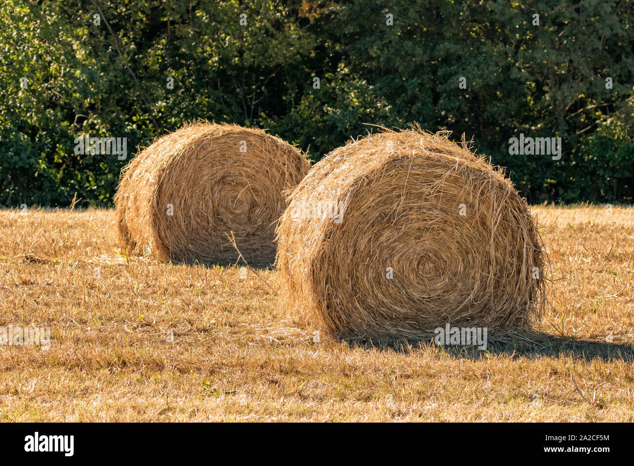 Recently baled, large round grass hay bales sitting in field on a sunny fall day with trees in background Stock Photo