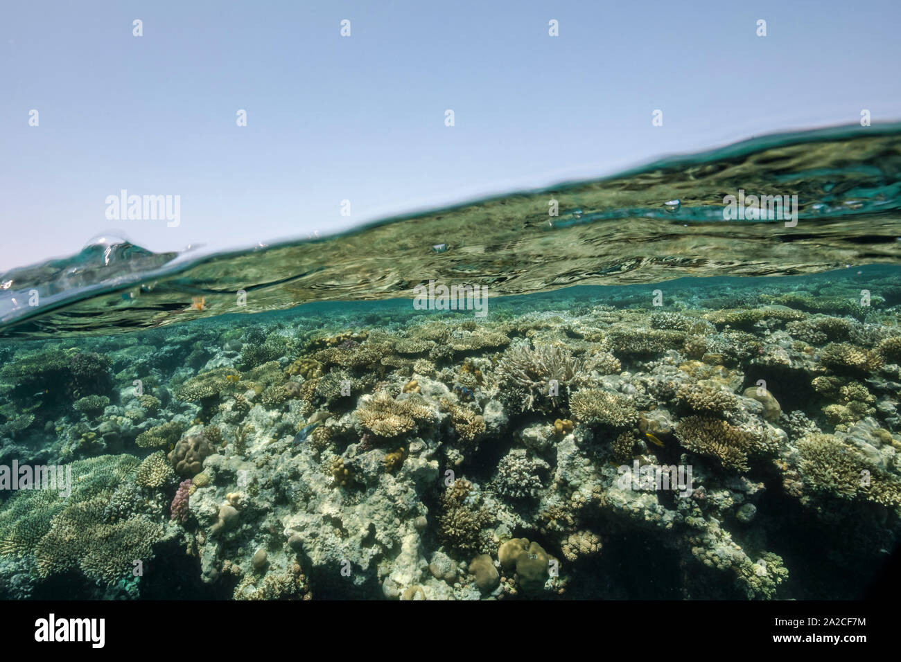 Over under coral reef Red Sea Stock Photo