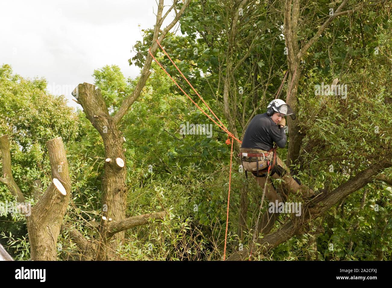 Tree felling by experience tree surgeon Stock Photo - Alamy