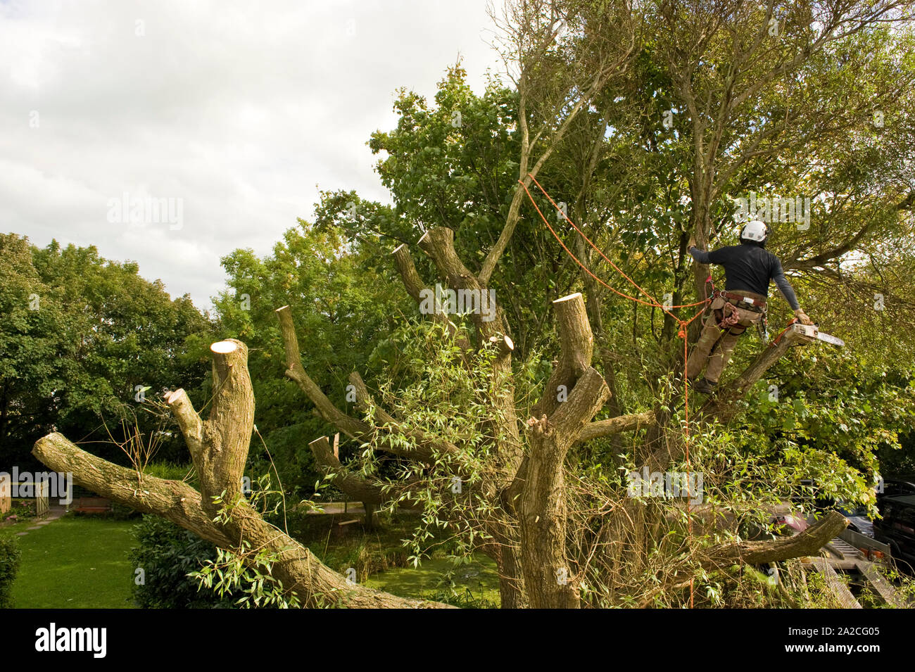 Tree felling by experience tree surgeon Stock Photo - Alamy