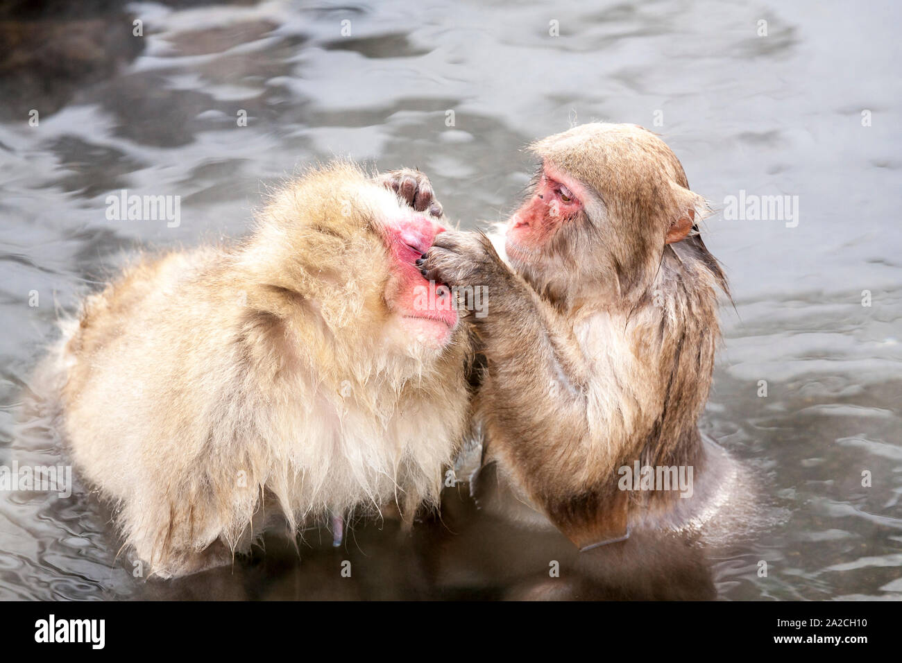 Snow monkey (Macaca fuscata) from Jigokudani Monkey Park in Japan, Nagano Prefecture. Cute Japanese macaque sitting in a hot spring. Stock Photo