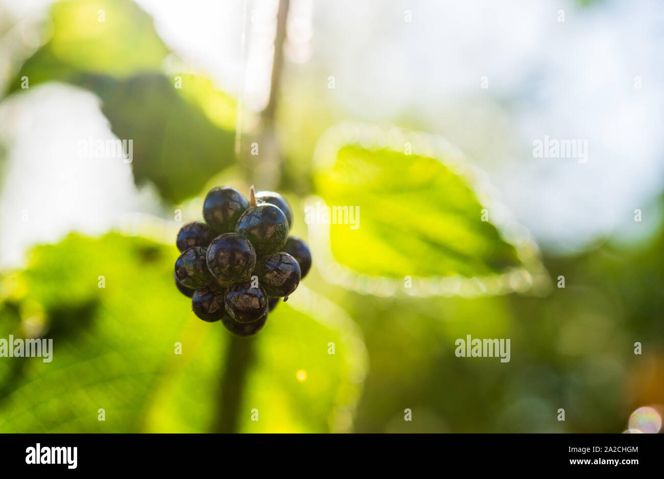 Colorful berry fruit of an unknown strange plant on a sunny day. Stock Photo