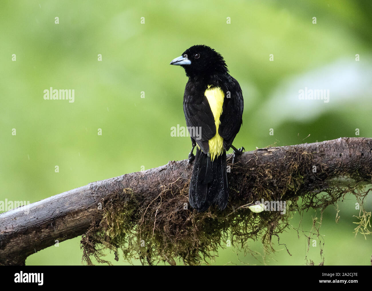 Closeup of beautiful black and yellow bird,Flame-rumped Tanager ( Ramphocelus flammigerus) perching on a mossy branch in North Western Ecuador. Stock Photo