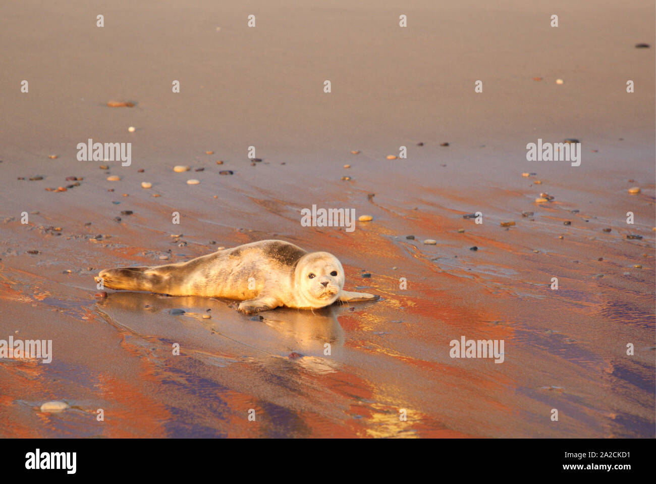 Seal pup on beach Stock Photo Alamy