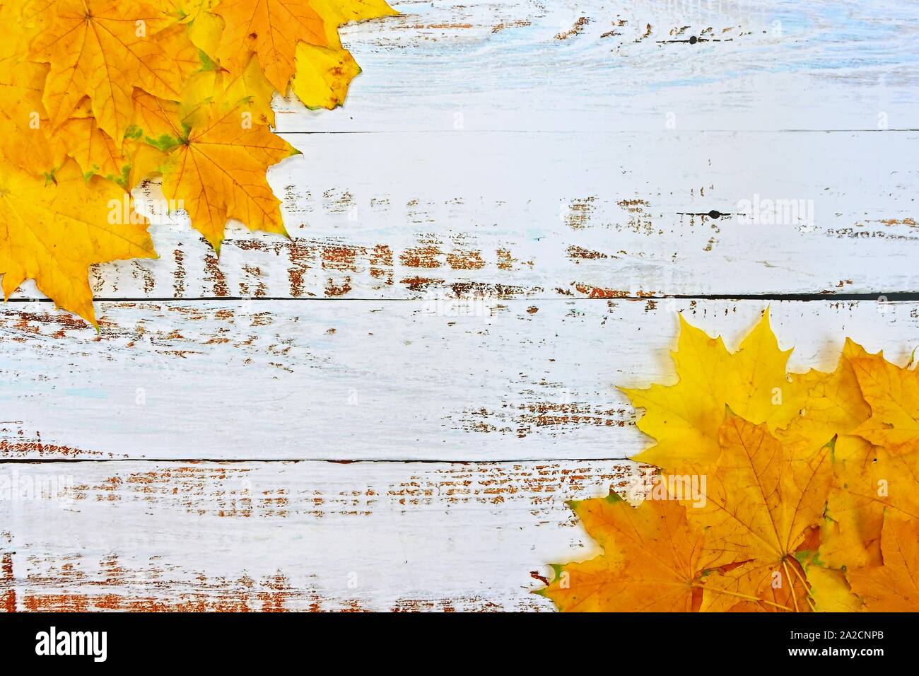 Autumn background with colored leaves on wooden board. Flat lay, top ...