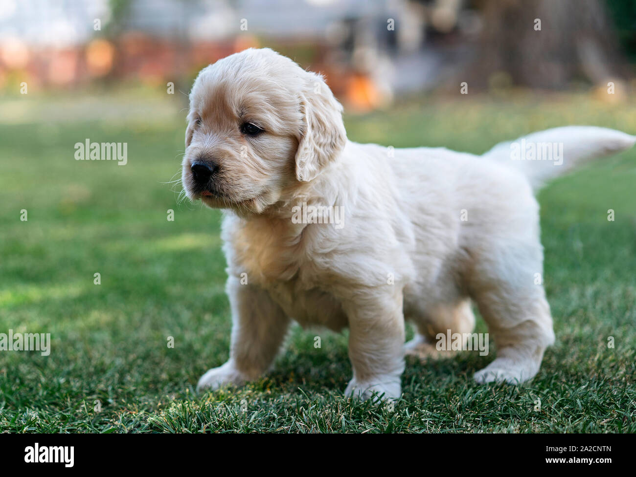 Golden Retriever puppy standing up in the grass Stock Photo - Alamy