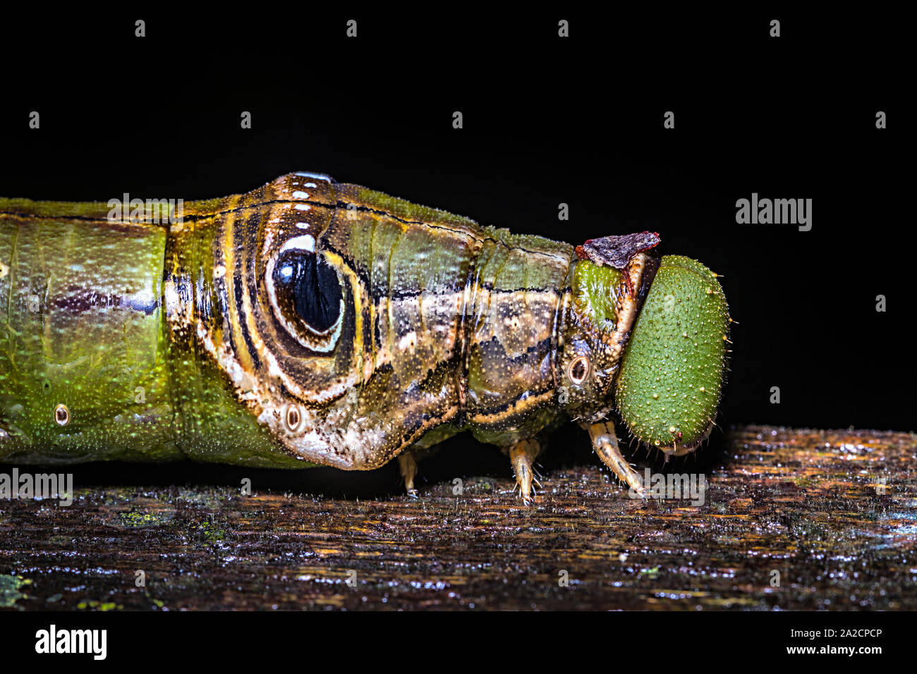 Caterpillar at night in rainforest with mimicry eye, Mulu, Malaysia Stock Photo