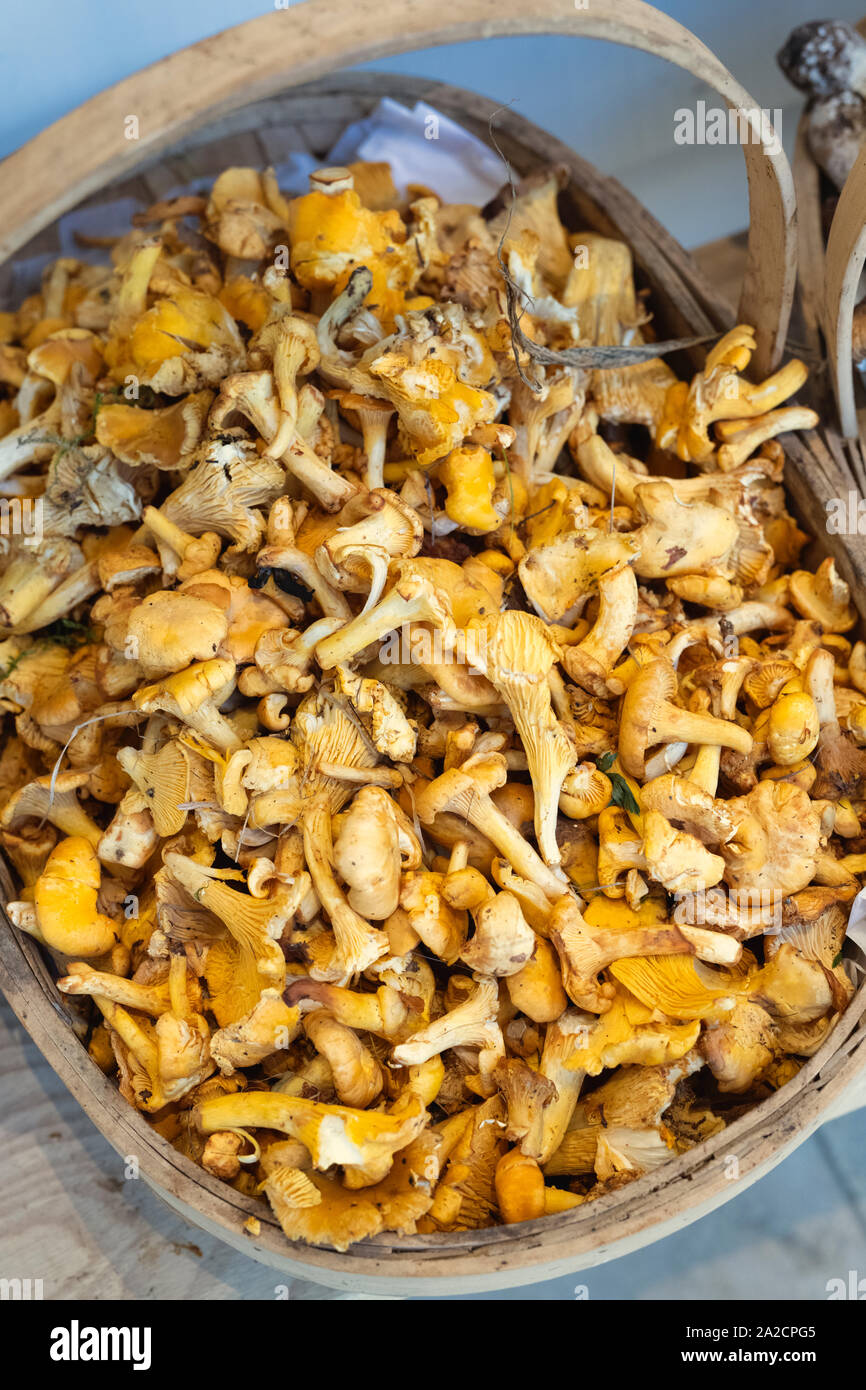 Scottish girolles hires stock photography and images Alamy