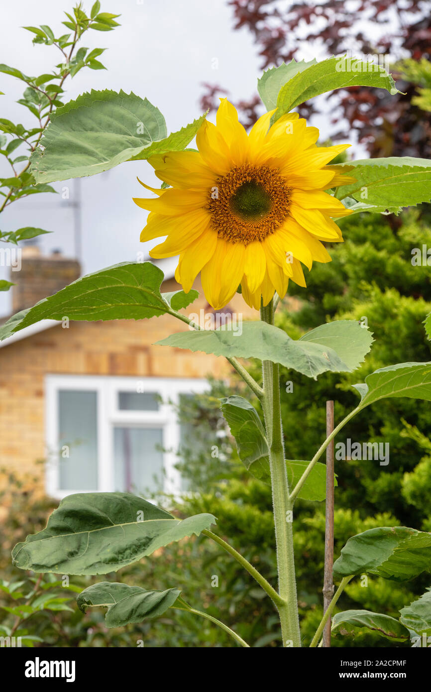 Sunflower tall house hires stock photography and images Alamy