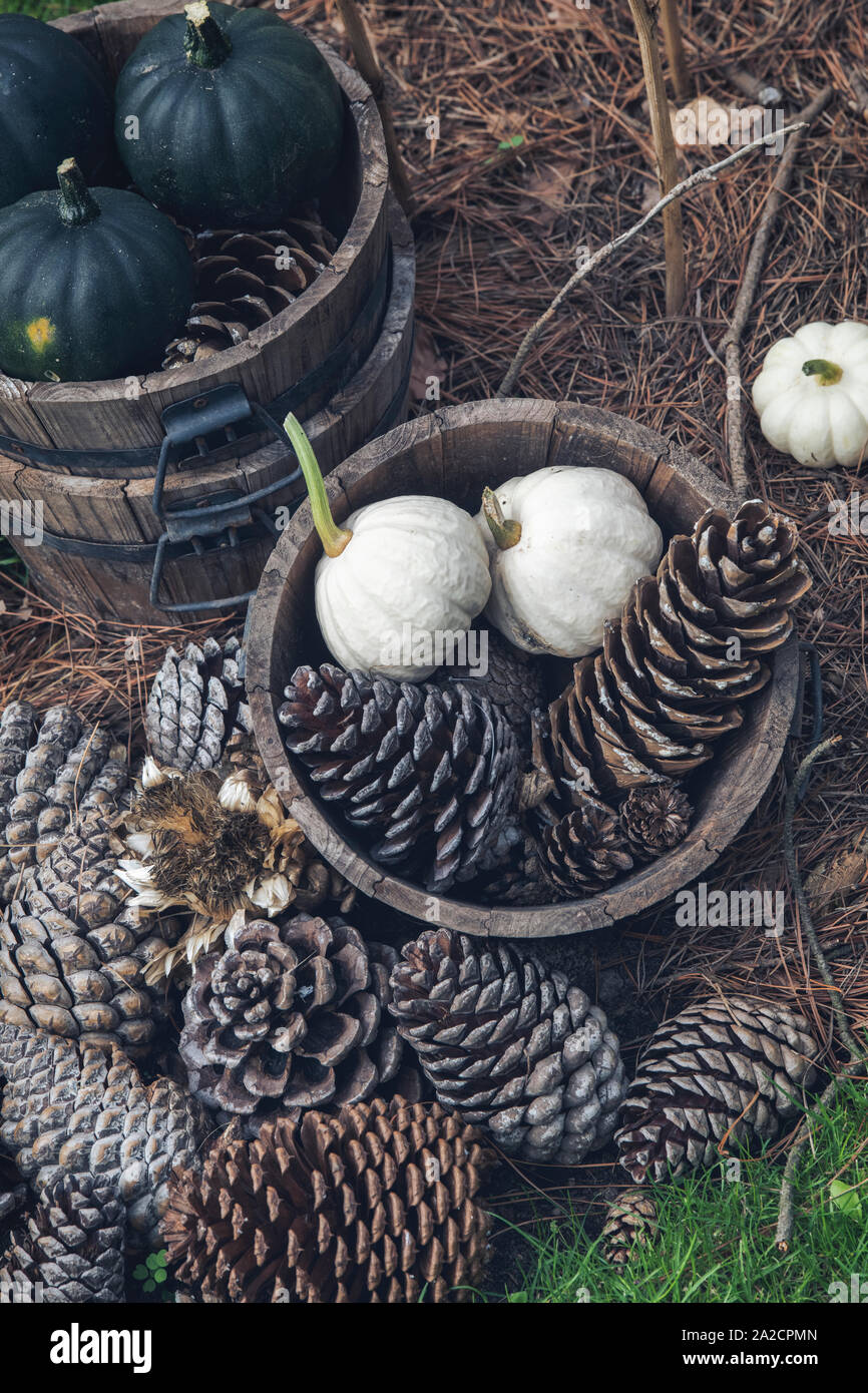 Harvested squash with pine cones on display at RHS Wisley flower show. Surrey, England. Vintage filter applied Stock Photo