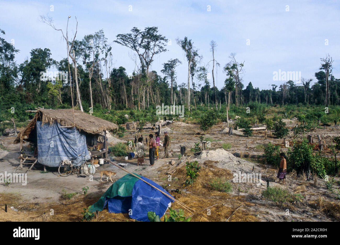 CAMBODIA, Mekong region, Stung Treng, logging of rainforest, poor people settle on deforested plots and start farming Stock Photo