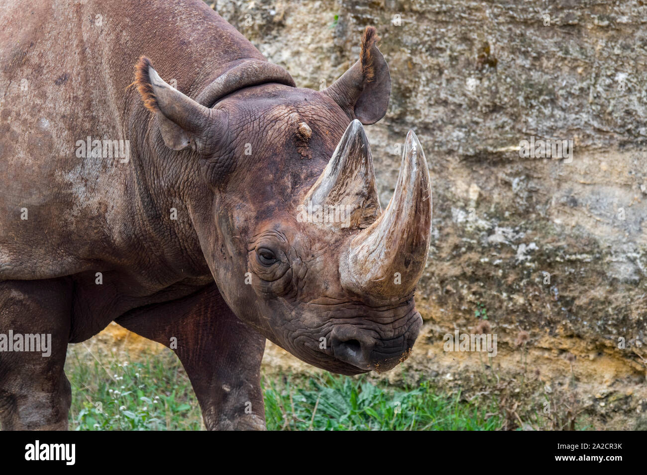 Black rhinoceros / black rhino / hook-lipped rhinoceros (Diceros bicornis) close-up of head and horn, native to eastern and southern Africa Stock Photo