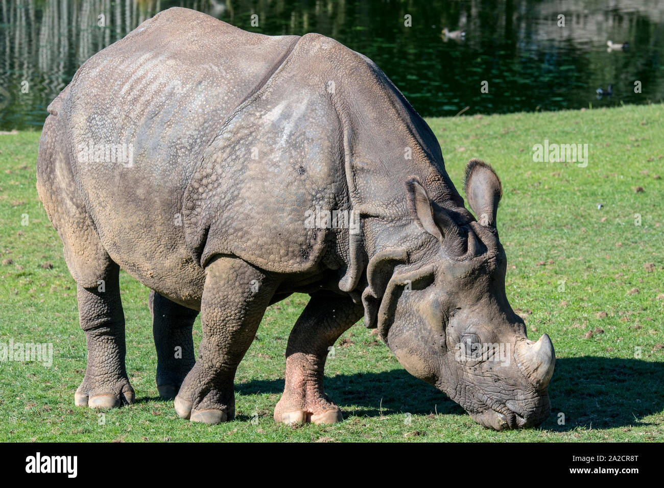 Indian rhinoceros / greater one-horned rhinoceros / great Indian rhinoceros (Rhinoceros unicornis) Stock Photo