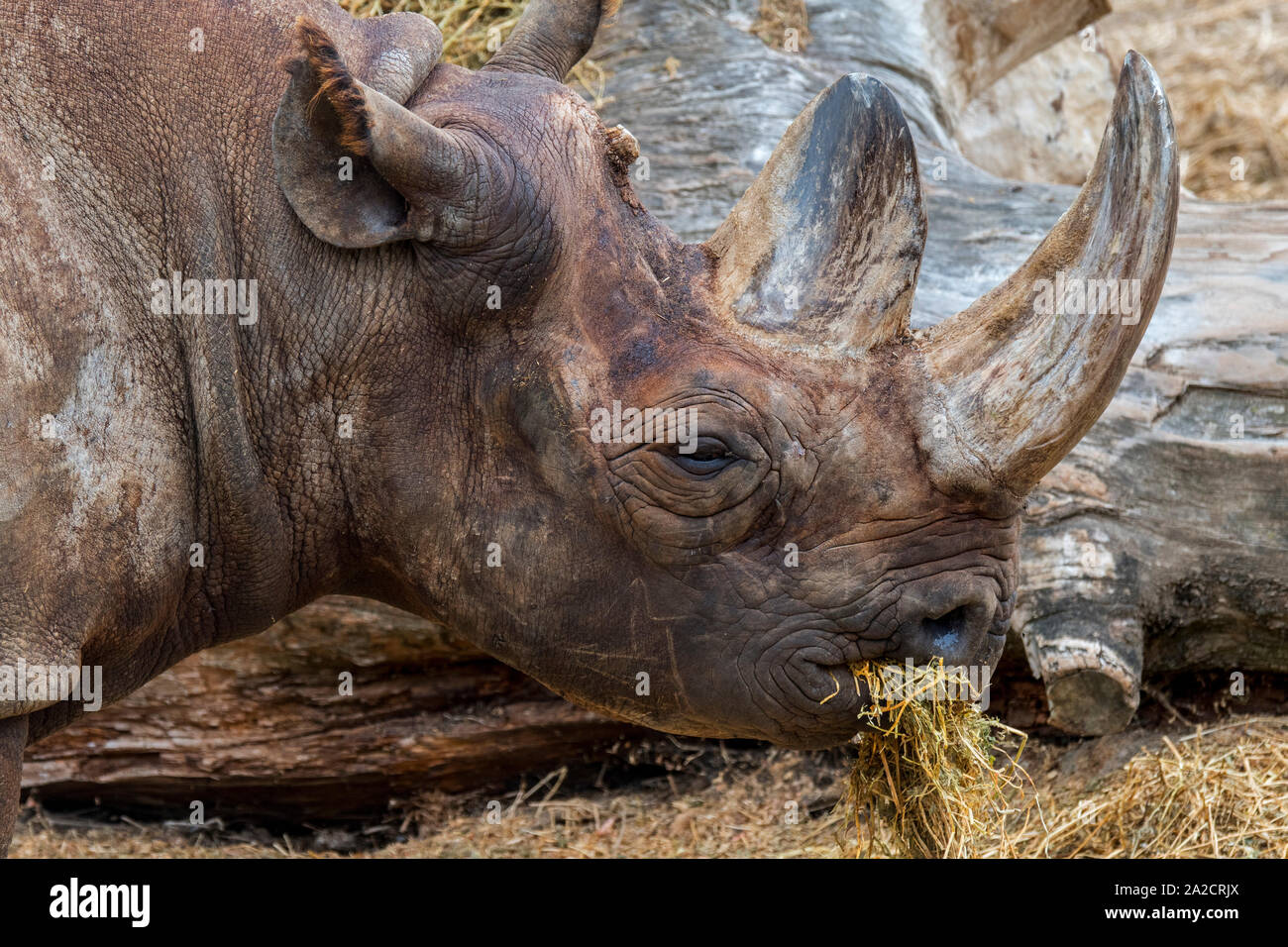 Black rhinoceros / black rhino / hook-lipped rhinoceros (Diceros bicornis) close-up of head and horn, native to eastern and southern Africa Stock Photo