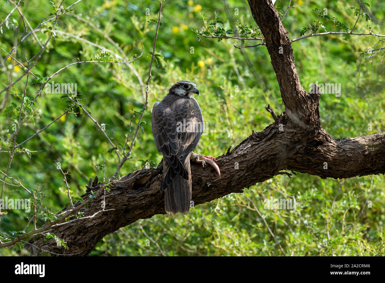 Laggar falcon or Falco jugger feeding Spiny tailed lizard or Uromastyx in beautiful isolated green background. Migratory bird Sitting on a tree trunk Stock Photo