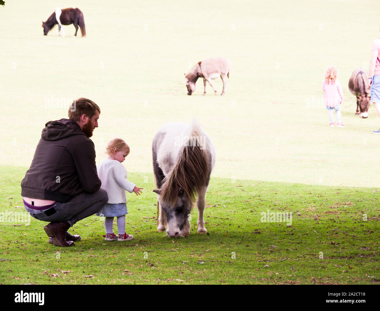 Toddler and daddy stroking pony at the Miniature Pony Centre, Dartmoor