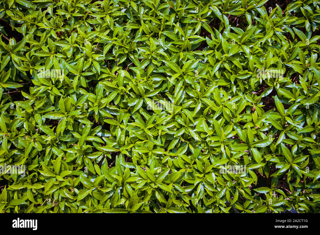 Background texture green leaves close up in park, garden Stock Photo ...