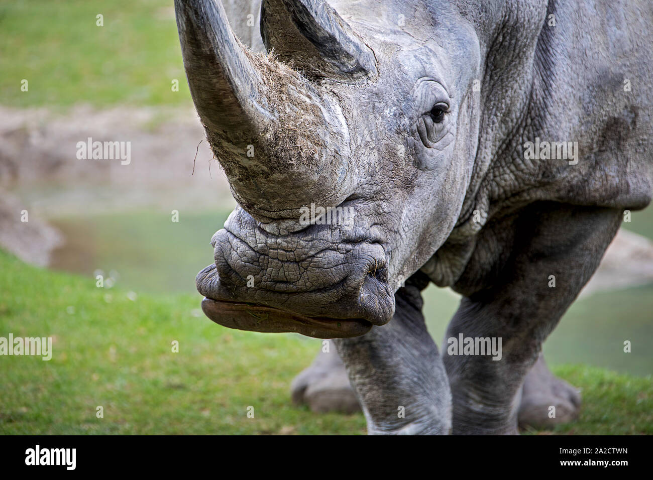 closeup of a rhinoceros head, a powerful animal Stock Photo