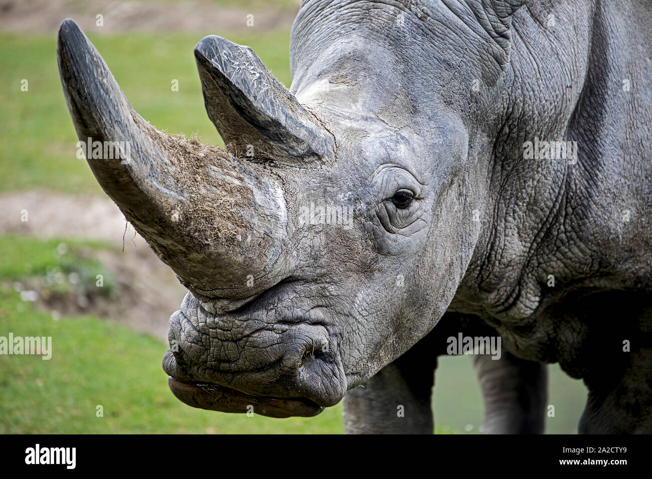 portrait of a squaremouthed rhinoceros with two big horns Stock Photo