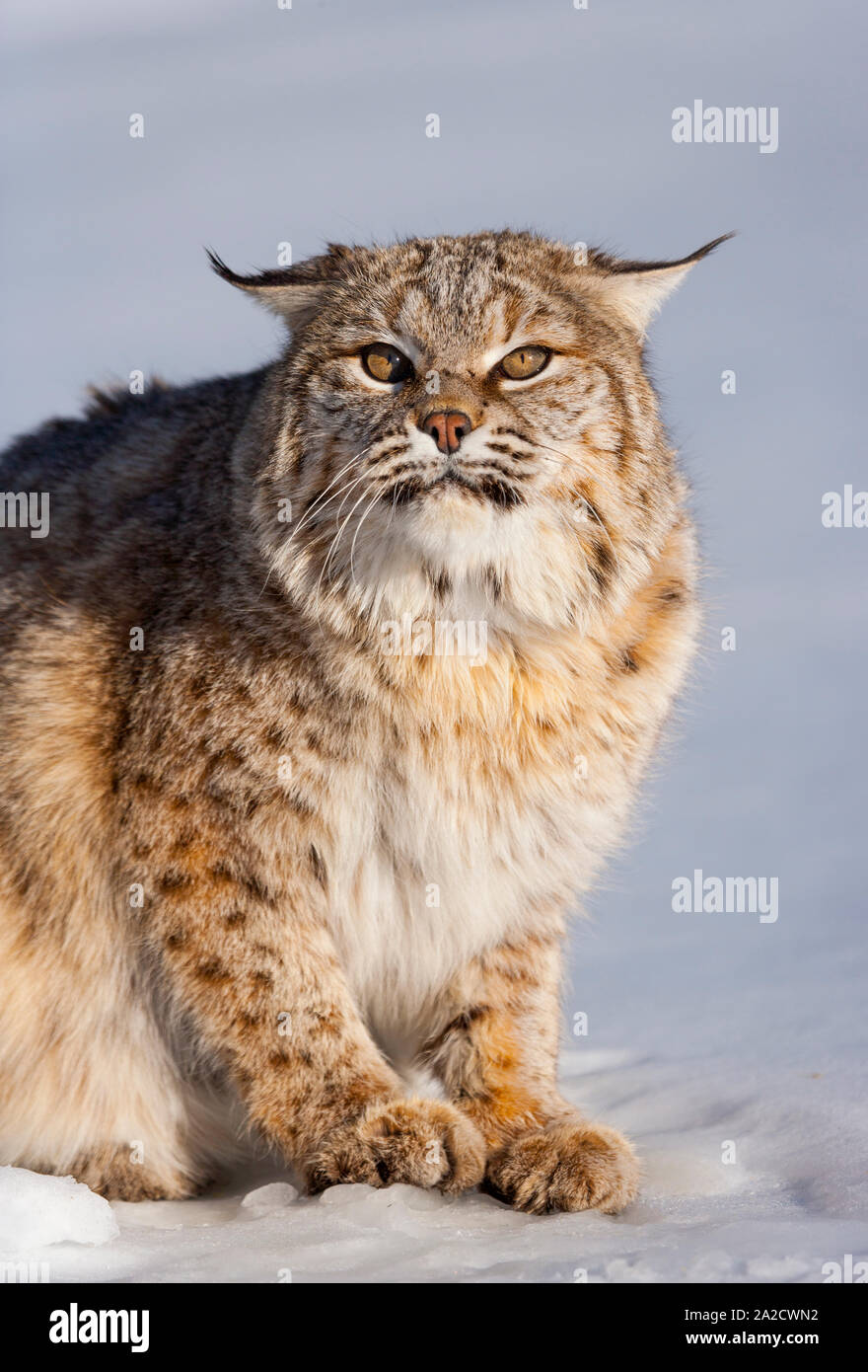 Linx Rufus Bobcat (Lynx rufus Stock Photo - Alamy
