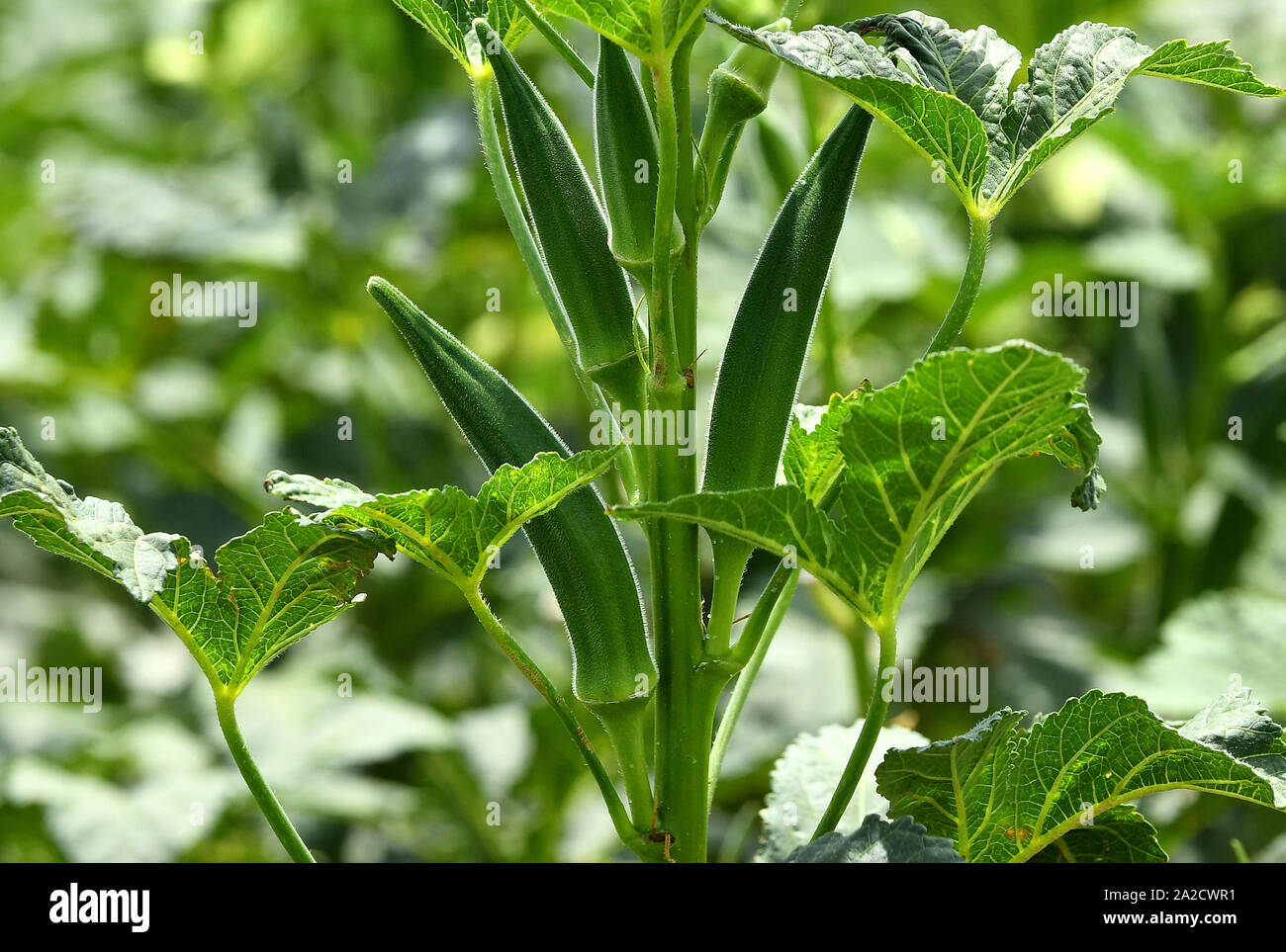 lady's fingers, Lady Finger,Ladyfinger  Okras on the okra plants; okra or okro (ladies Finger) known in many countries as ladies' fingers or ochro. Stock Photo