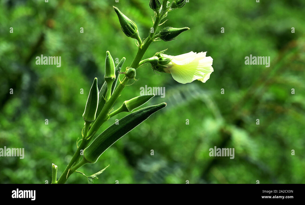 lady's fingers, Lady Finger,Ladyfinger  Okras on the okra plants; okra or okro (ladies Finger) known in many countries as ladies' fingers or ochro. Stock Photo