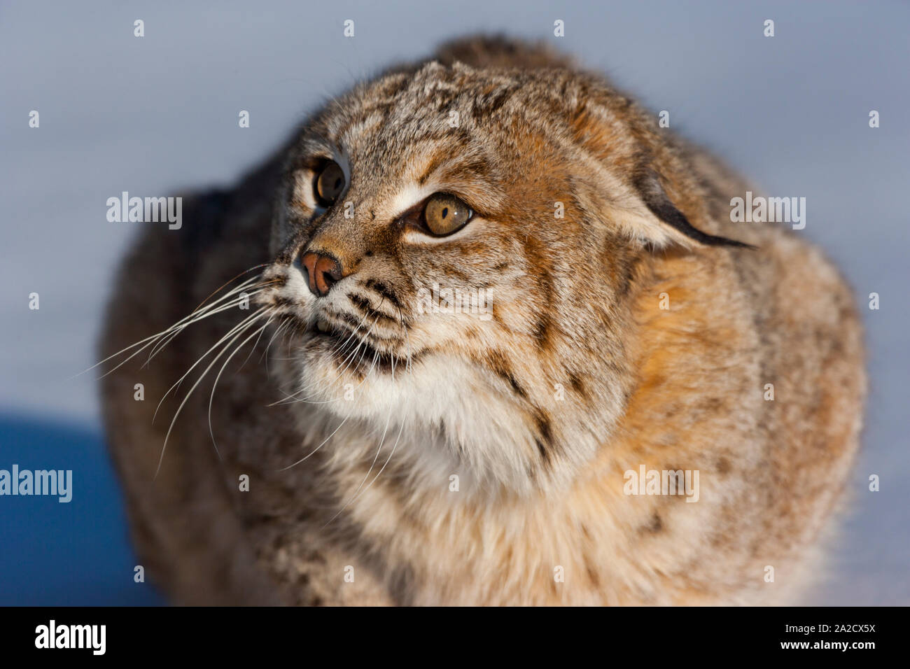 Bobcat (Lynx rufus) Stock Photo