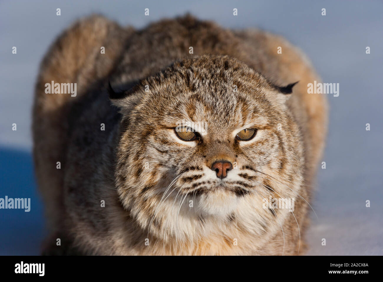 Bobcat (Lynx rufus) Stock Photo