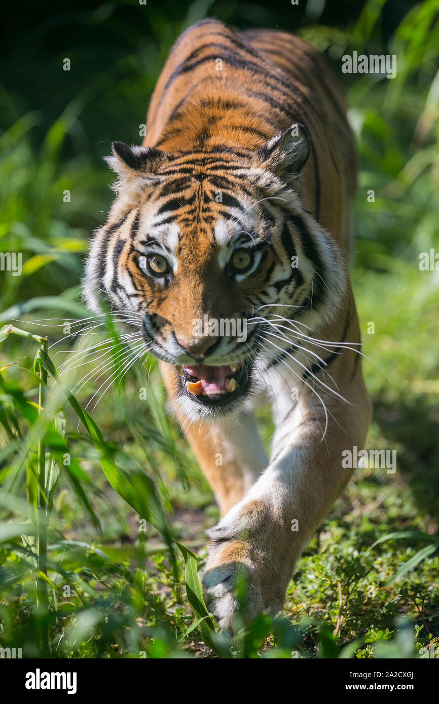 Tiger getting angry to attack Stock Photo