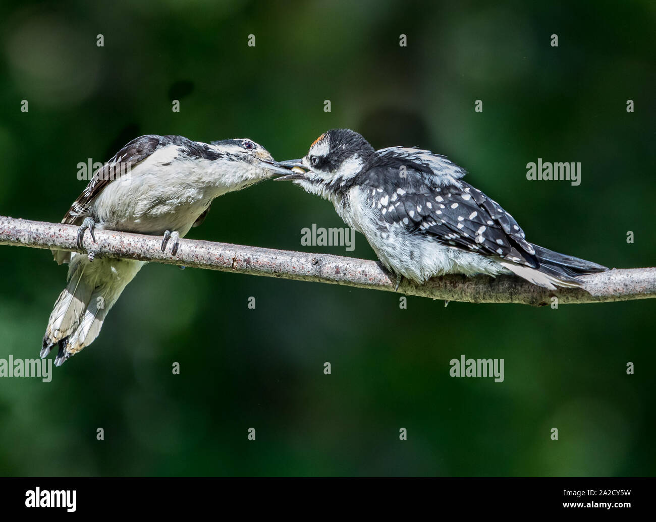 Father Feeding Weaning Son Hairy Woodpecker Stock Photo