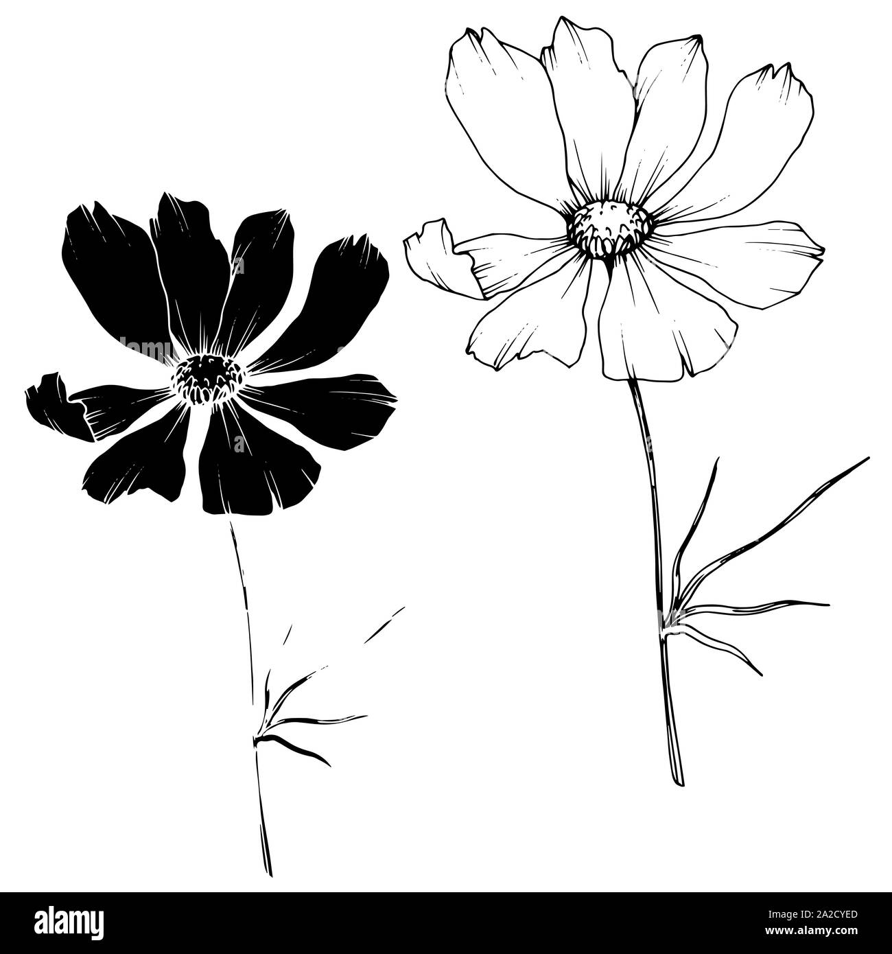 Vector Cosmos floral botanical flowers. Black and white engraved ink ...